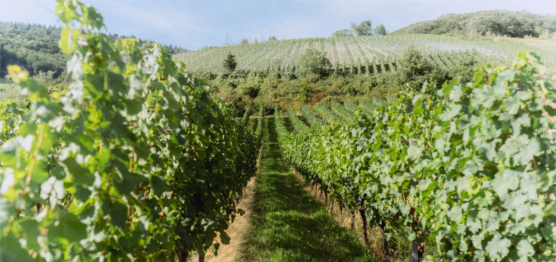 Weinhaus Beth Weinberge in Kröv Mosel am Nacktarsch